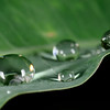 jipoy > One of my favorite subjects are water drops on plants after a rain storm (or sometimes even during the storm).