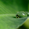 jipoy > One of my favorite subjects are water drops on plants after a rain storm (or sometimes even during the storm).
