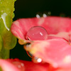 jipoy > One of my favorite subjects are water drops on plants after a rain storm (or sometimes even during the storm).  I also love water drops splashing in pools of water.