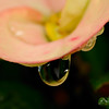 jipoy > One of my favorite subjects are water drops on plants after a rain storm (or sometimes even during the storm).  I also love water drops splashing in pools of water.