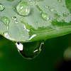 jipoy > One of my favorite subjects are water drops on plants after a rain storm (or sometimes even during the storm).  I also love water drops splashing in pools of water.