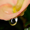 jipoy > One of my favorite subjects are water drops on plants after a rain storm (or sometimes even during the storm).  I also love water drops splashing in pools of water.