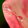jipoy > One of my favorite subjects are water drops on plants after a rain storm (or sometimes even during the storm).  I also love water drops splashing in pools of water.