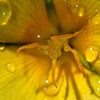 jipoy > Plants and Flowers photo